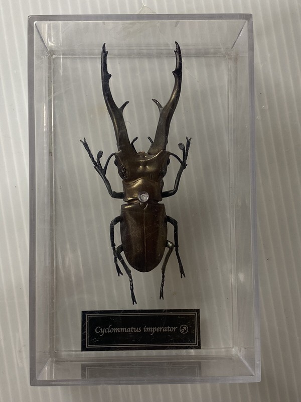 Large Cyclommatus Imperator Prodotto Per Collezionisti In Plaxi-Glass Case 85 mm