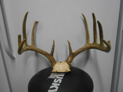  WHITETAIL DEER RACK 137 1/8 B&C Antlers mule mount taxidermy elk cape moose 