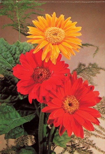 Grußkarte - Blumen - Gerbera - Karte ungelaufen