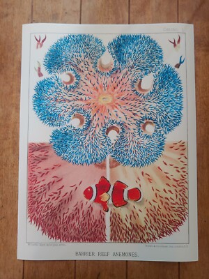 Barrier Reef Anemones The Great Barrier Reef of Australia (1893) Poster 18x24