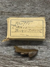 Vintage School Fossilized authentic Dinosaur tooth Carnivore specimen RARE !!!