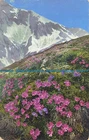R625341 Primula minima. Primula glutinosa. Photochromie. Alpenflora. Serie 518.
