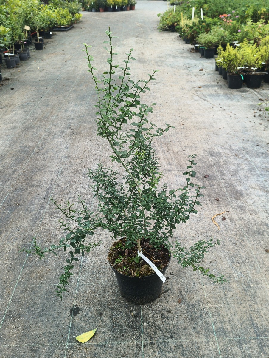 Citrus australasica Pink Crystal greffé sur Poncirus trifoliata en pot de 3L