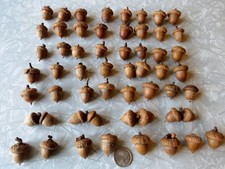 Lot of 56 Small to Large Red Oak Acorns with Caps for Crafts Washed Oven Dried
