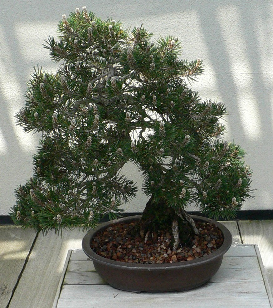 Winterhart Garten Saatgut Samen Selten Pflanzen Exotisch Lebkuchenbaum
