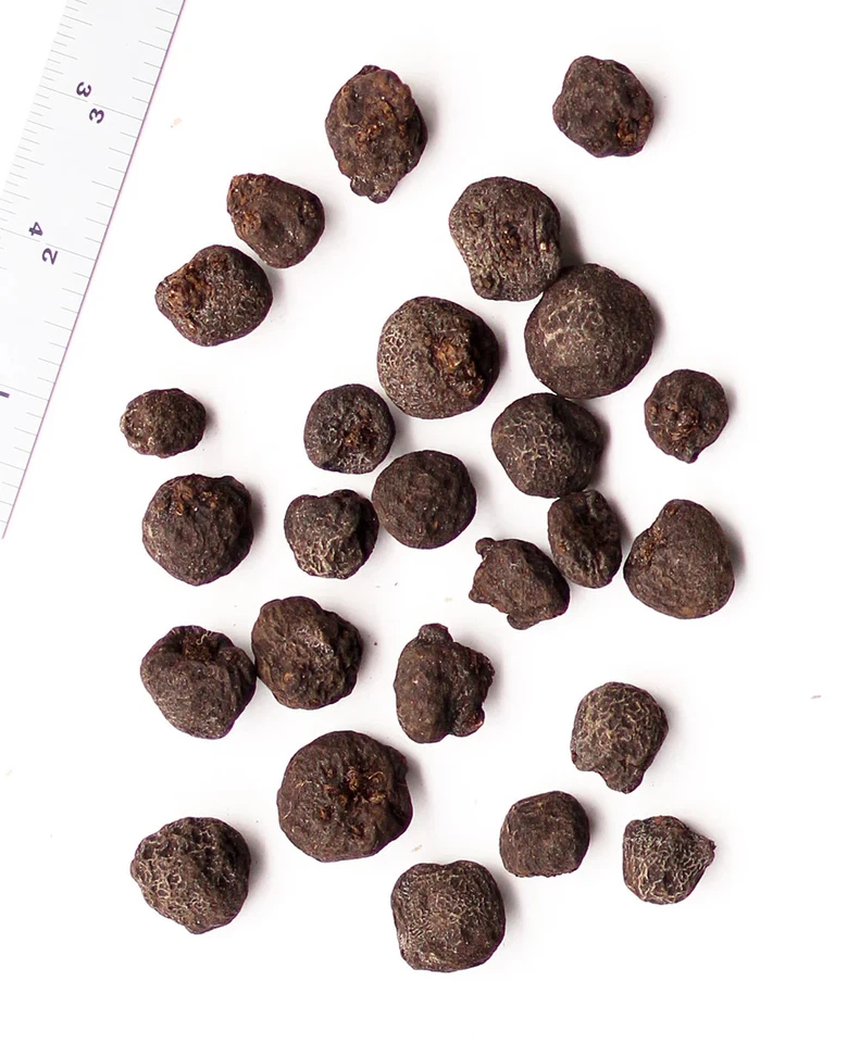 Blue Shades Anemone blanda - 25 bombillas Foto 2 de 3