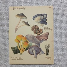 Vintage 1977 Toadstool Mushroom Fungi Botanical Nature Food Book Print Wall Art