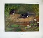 Original Old Antique Print 1903 Thorburn Water Shrew Neomys Fodiens Mammals