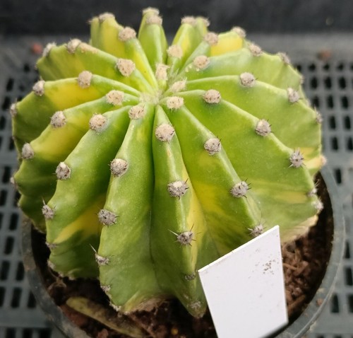 Echinopsis Eyriesii Variegated Large 10cm diameter - Picture 5 of 6