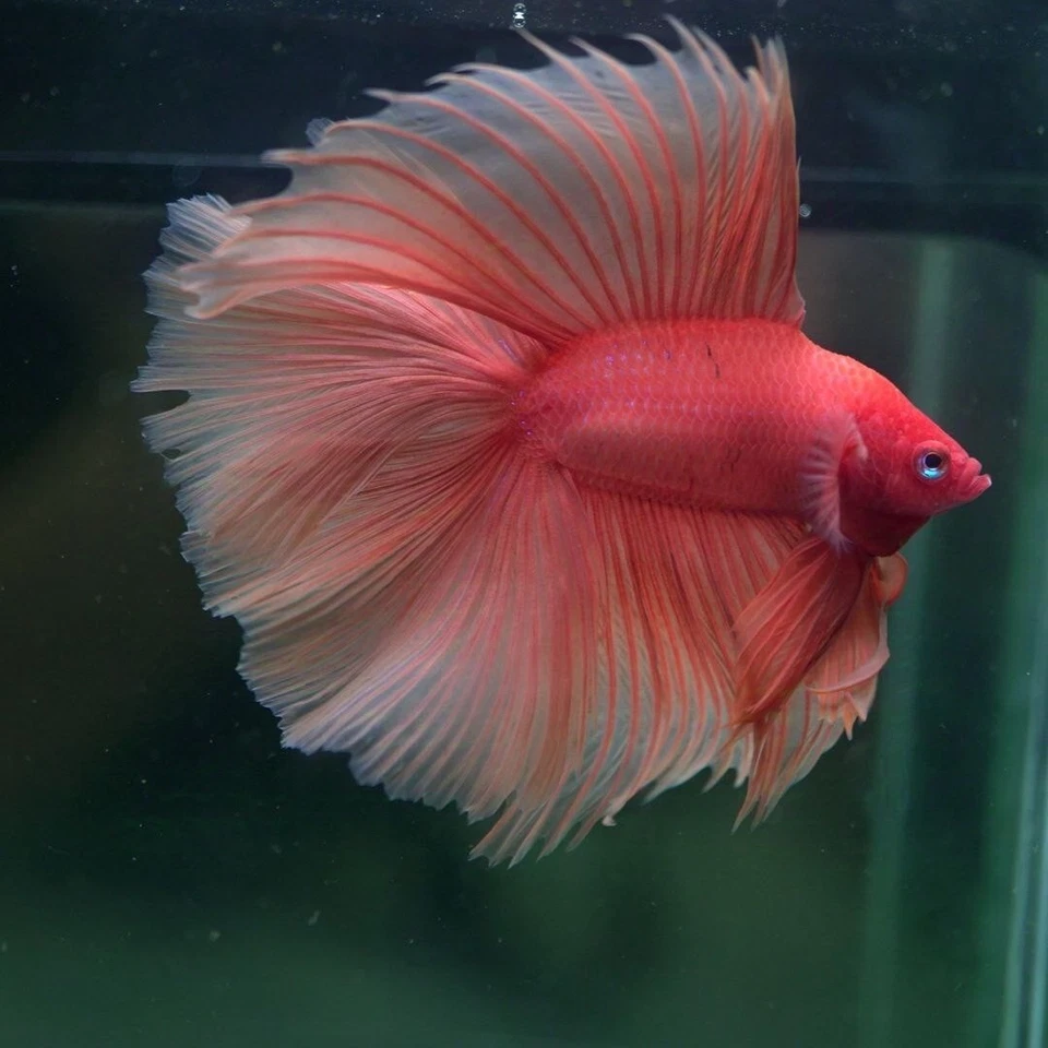 live betta fish: SPIKEY.KING Orange DTHM 25102504 - Image 3 of 4