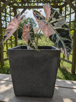 mister miyagi bonsai Mr. Miyagi — Mr Maple │ Buy Japanese Maple Trees main image 1