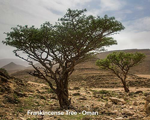 100% Pure Essential Oil | 10ml (Frankincense) - Picture 4 of 8