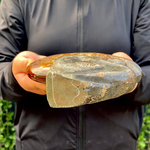 2.3LB Large of natural color conch fossils from Madagascar - Picture 12 of 12
