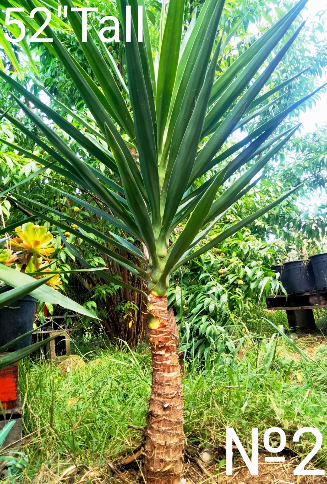 Yucca Schidigera, Soft Tip Yucca, Spanish Dagger, Edible Flower, USDA