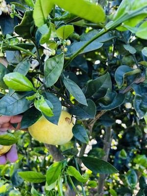 Fresh Pomelo Leaves Citrus Maxima Giant Grape Fruit Organic 50 Leaves