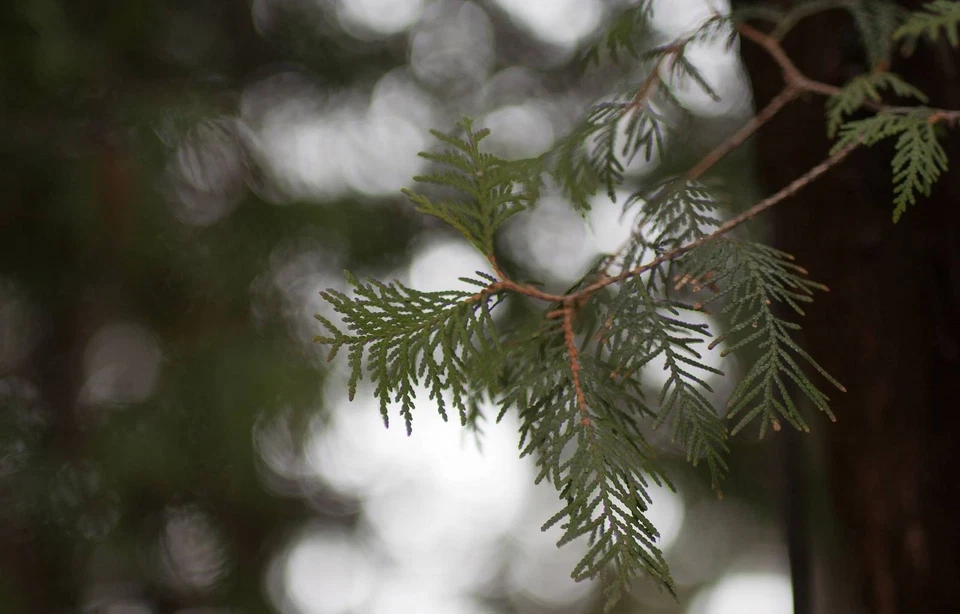 Zenitar-M 50mm f/1.7 M42 Manual Lens • Fast Vintage Prime • Clean Optics - Image 2 of 4