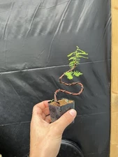 Bald Cypress Twisty Bonsai 