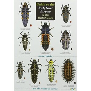 Guide to the Ladybird Larvae of the British Isles by Peter Brown et al
