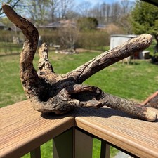 Winding Driftwood 10x6x7  Four Legged Sculptural Natural Wood for Aquarium