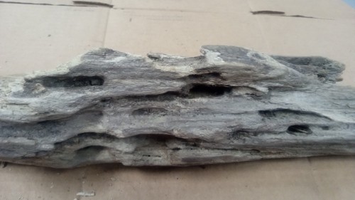 Driftwood Coral - 第 3/3 張圖片