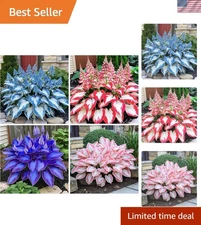 200+ Easy to Grow Hosta Seeds - Attracts Hummingbirds with Heart-Shaped Foliage