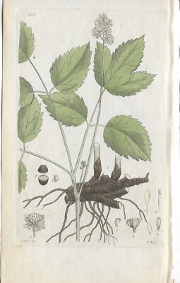 Christophskraut Actaea Svensk Botanik Palmstruch kol. Kupferstich 1802
