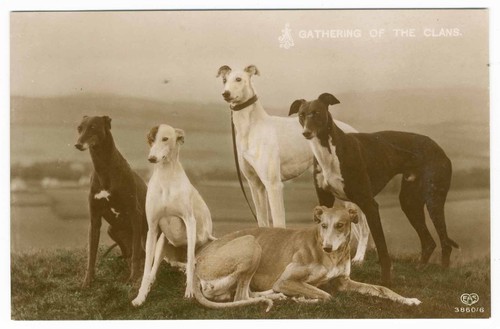 GREYHOUND DOGS GROUP OLD COLOUR TINTED DOG PHOTO POSTCARD circa 1910