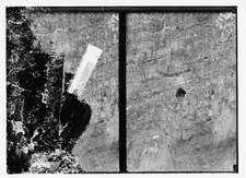 Photo:Misc[ellaneous] flora fauna &