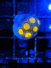 CE- WYSIWYG Scramble Egg Zoa Zoanthid Frag Live Coral Frag LPS SPS #R1GA16