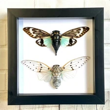 Cicada Pair The White Ghost + The Turquoise Wing Box Frame Display Case Insect