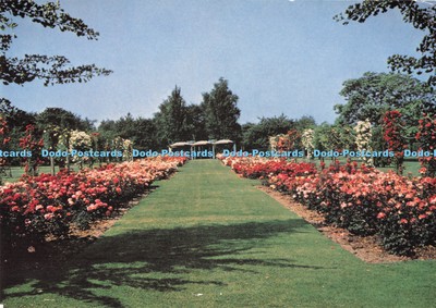 D292227 Wisley. Woking. Surrey. The Royal Horticultural Society Garden. Die Rose
