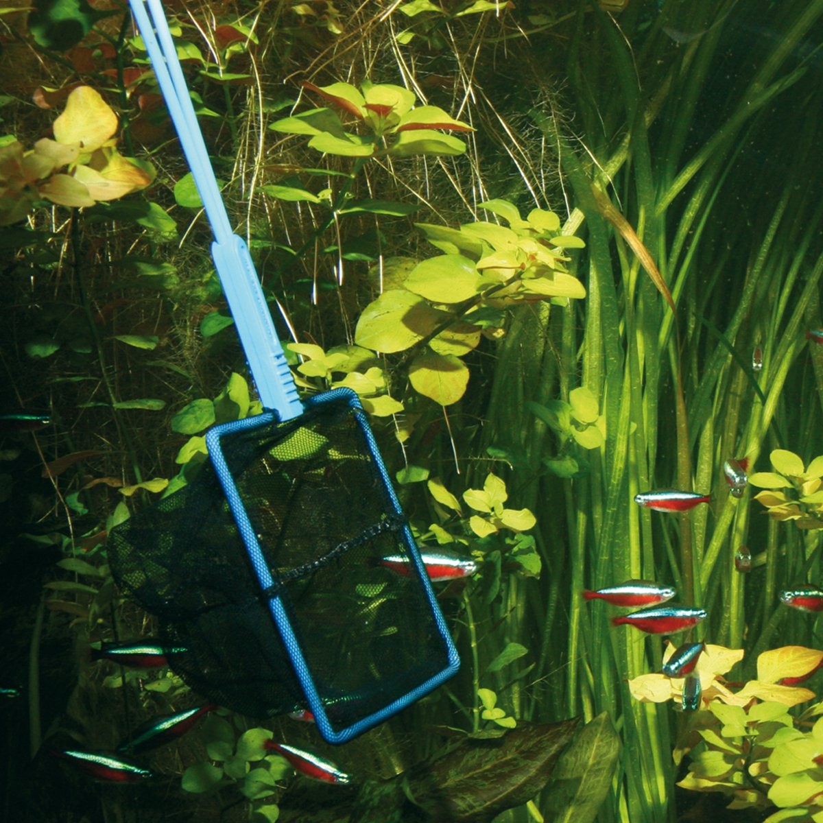 JBL rete da pesca premium fine - 10 cm acquario pesci rastrello pesca foto 2