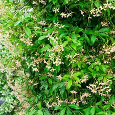 Trachelospermum Pink Showers Evergreen Hardy Climber Outdoor Garden Plant in Pot