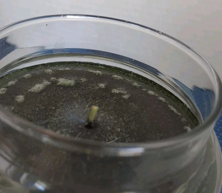 Vela Bálsamo y Cedro Grande 22 OZ Tarro de Vidrio y Tapa Chrismas Green Yankee Candle Foto 4 de 4