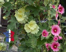 ROSE TRÉMIÈRES MIX COULEUR BIO DE FRANCE LOT DE 200 GRAINES