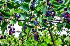 30 Juneberry Seeds for Planting Amelanchier lamarckii