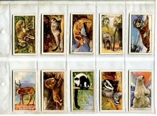 Wild Animals 1937 Gallaher Cigarette Cards Full Set of 48 Cards
