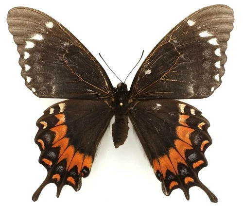 PAPILIO GARAMAS ELECTROLYON FEMALE FORM SERRANORUM FROM EL SALVADOR