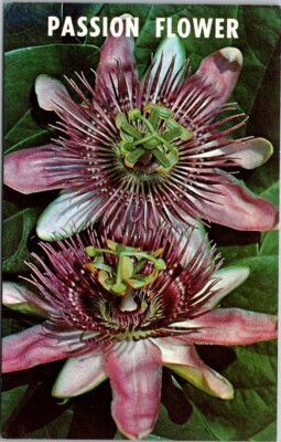 Passion Flower Florida Natural Color Card Chrome Postcard Unposted A78