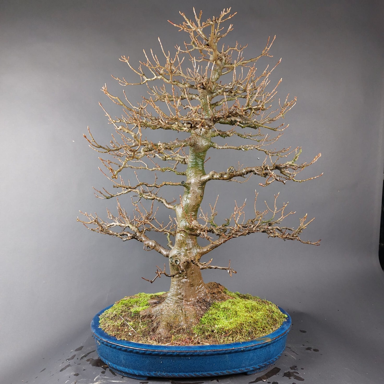 Bonsai Dreispitzahorn, Acer Buergerianum, Japan eBay