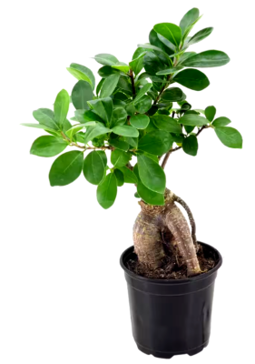 Arcadia Garden Products Ginseng Ficus Bonsai Black Plastic Grower Pot - 4  in. | eBay