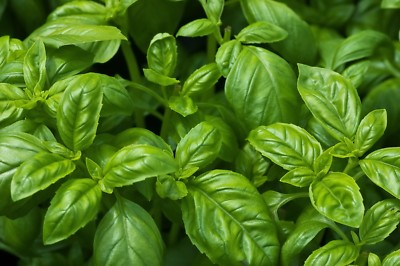 #ad #ad Sweet Basil Seeds NON GMO Common Basil Easy Grow Herb FREE SHIPPING $33.59