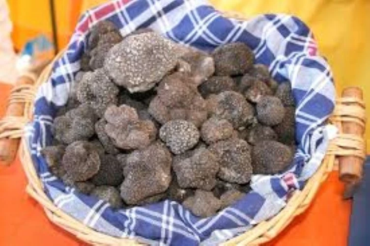 Precious Italian fresh black truffles. Black truffle 200g. 7,0 oz. Mushrooms. - Image 4 of 4