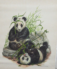 W D GAITHER GIANT PANDA LIMITED EDITION HAND SIGNED IN PENCIL LITHOGRAPH 1973