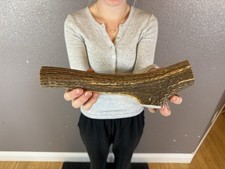 1 Huge JUMBO Whole Elk ANTLER Dog Chew SALE SELECT MASSIVE COLOSSAL BIG 11