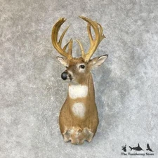 #25220 P* | Whitetail Deer Taxidermy Shoulder Head Mount For Sale