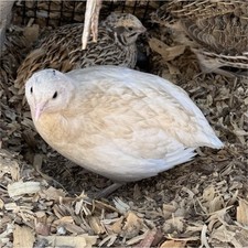 12 Coturnix Quail Hatching Eggs   Assorted Colors and Sizes   High Hatch Rate