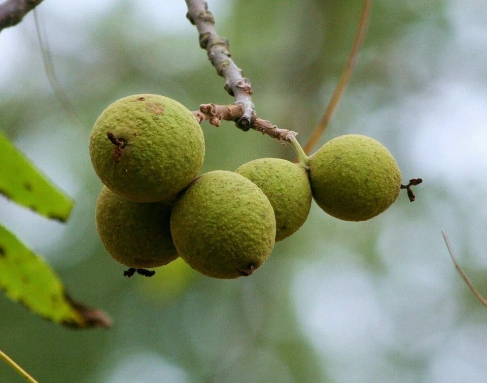 Nogal negro - árbol vivo en maceta de 4 pulgadas (12-18" de alto) Foto 2 de 4