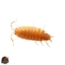 Isopods Porcellionides Pruinosus "Powder Orange"