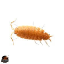Isopods Porcellionides Pruinosus "Powder Orange"